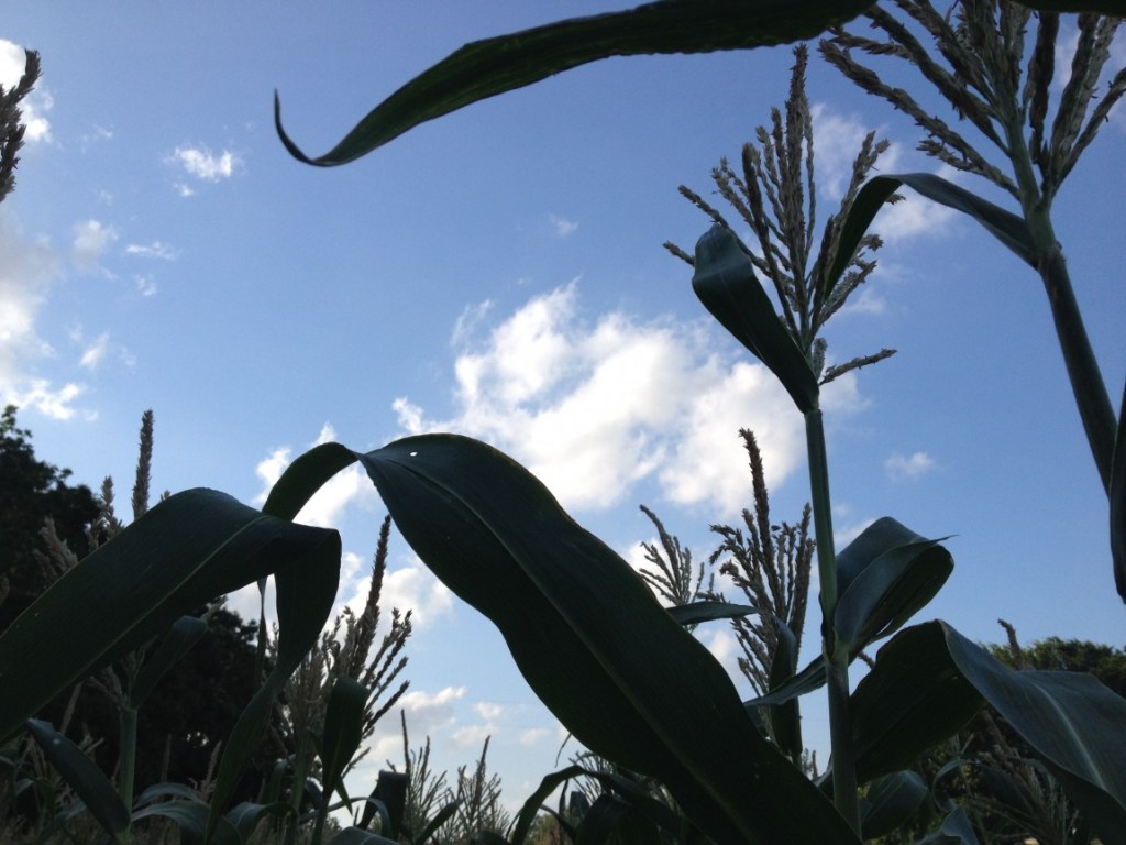 Closed Until Thursday