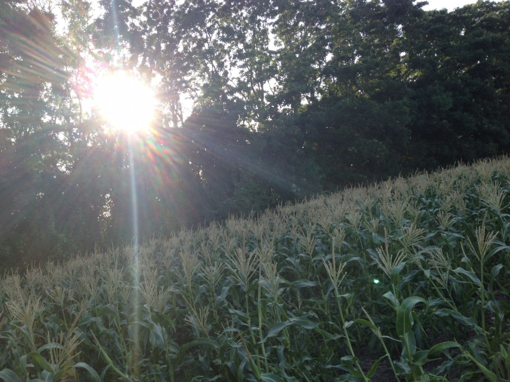 Your Corn Is&nbsp;Ready