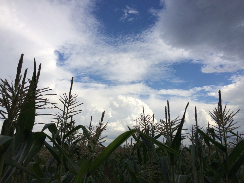 Corn Available Tuesday Until Sold&nbsp;Out