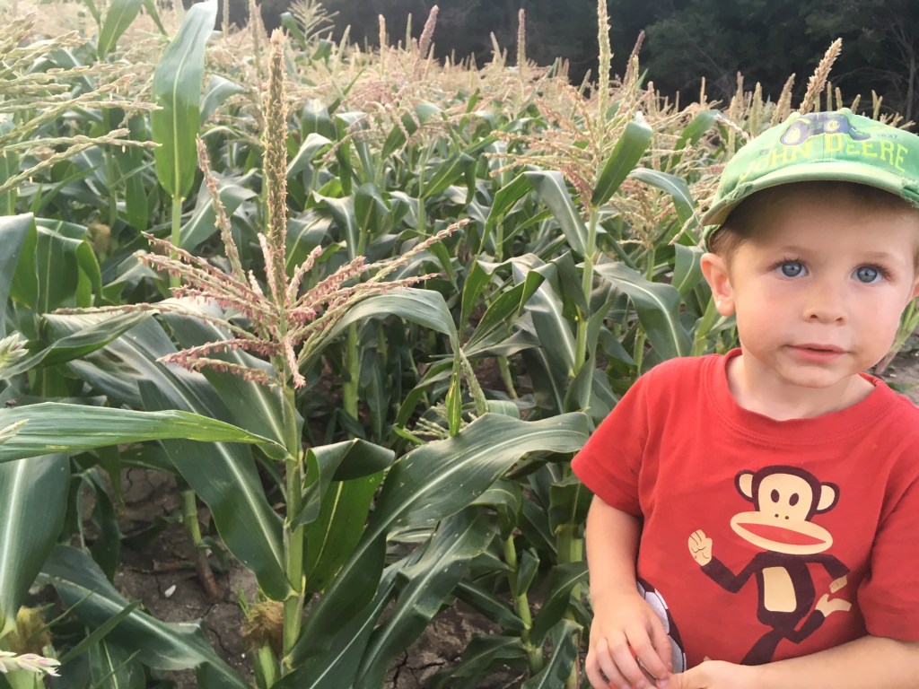 Sweet Corn on&nbsp;Friday